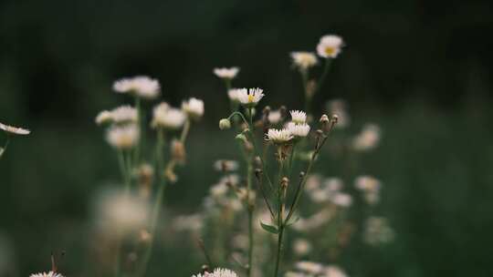 花 雏菊视频素材模板下载