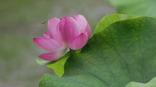 莲之舞：蜜蜂与盛开的莲花共绘夏日乐章