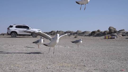 青海海西海鸥吃食慢镜头4K