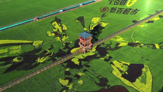 4k航拍现代农业稻田画视频素材模板下载