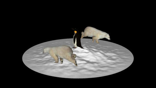 北极熊在雪地里绕着企鹅跑，Alpha通道