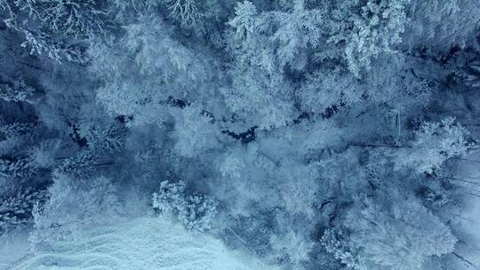 圣诞节冬季被雪覆盖的森林