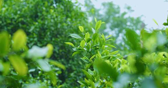 茶叶茶芽滴水茶树茶园自然生长空镜