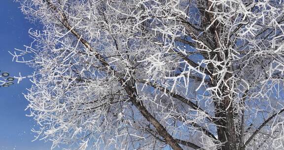 雾凇雾柳特写 静止画面雪花飘落