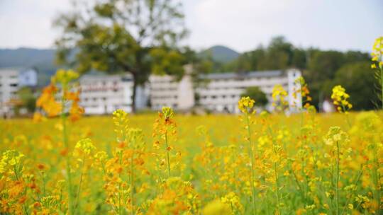 大片油菜花田里地美丽乡村振兴蜜蜂飞舞春天