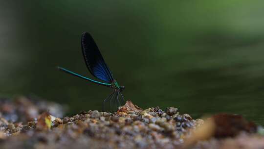 一只黑蓝色的蜻蜓栖息在水边 黑蟌视频素材模板下载