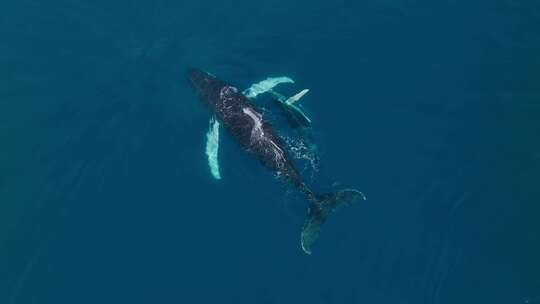 座头鲸在加勒比海喷口，小牛在旁边游泳。头