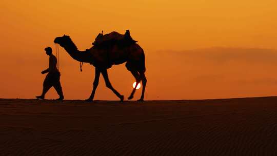 沙漠骆驼视频素材模板下载