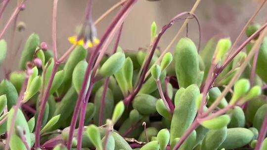 紫玄月多肉植物合集视频素材模板下载