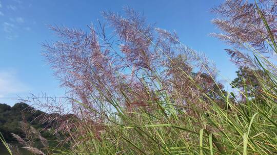 秋季植物芦苇花特写实拍