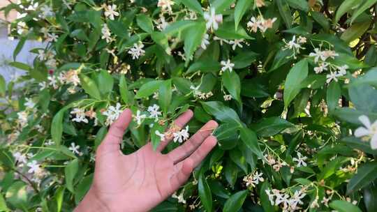 植物站着看花