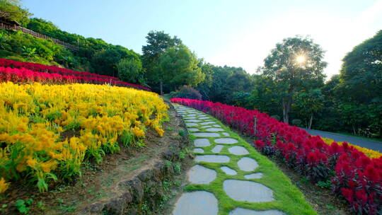 穗冠花的花海花田梯田