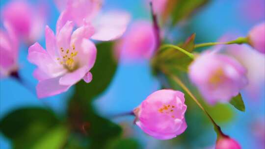 春天花朵樱花绽放过程植物延时