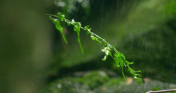 大自然  细雨 小树苗 雨滴 3
