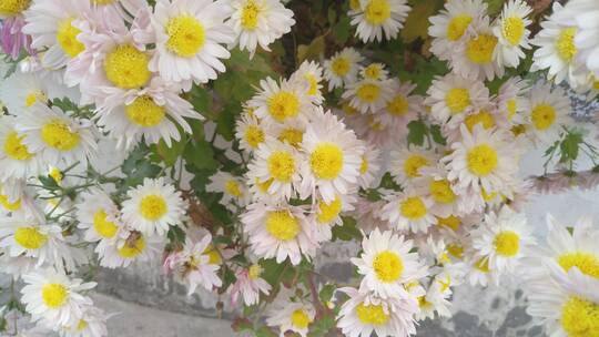 自然景观白菊菊花视频素材模板下载