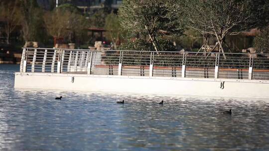 湖边野鸭子戏水