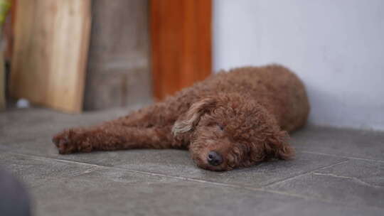 棕色泰迪犬趴地闭眼休息画面