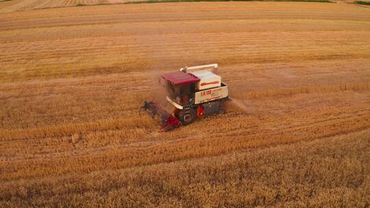 麦田小麦成熟收割