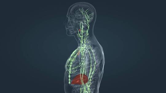 淋巴系统 三维人体 器官 内分泌 医学动画