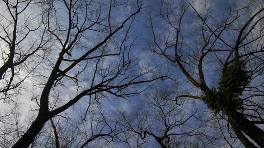 实拍冬天蓝天枯萎树枝视频素材模板下载
