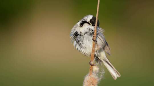 鸟，芦苇旗，鸣禽，Emberiza Sc