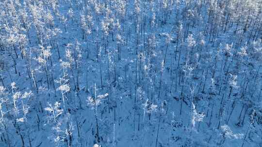 航拍林海雪原银装素裹的松林