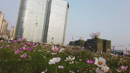 四季花田书香花海 四季花田