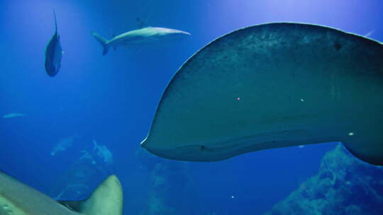 水族馆观光