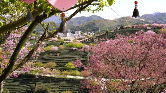 樱花树 茶园樱花美景 浪漫樱花茶园