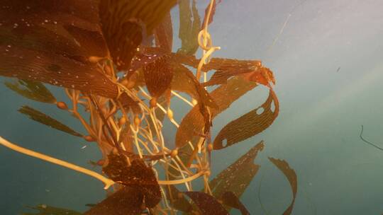 海底海草鱼类海洋生物