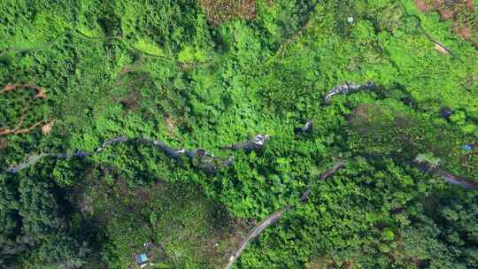 海南热带雨林国家森林里的槟榔种植园与溪流