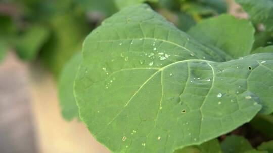 慢镜头特写雨中的绿色蔬菜叶子