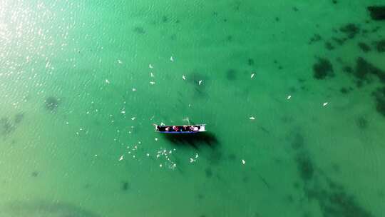 云南草海-泸沽湖海鸥成群围绕渔船2