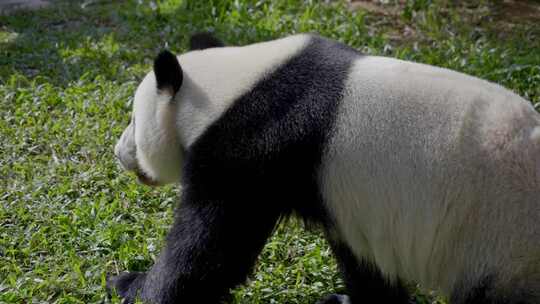 2023广州动物园游览游客大熊猫