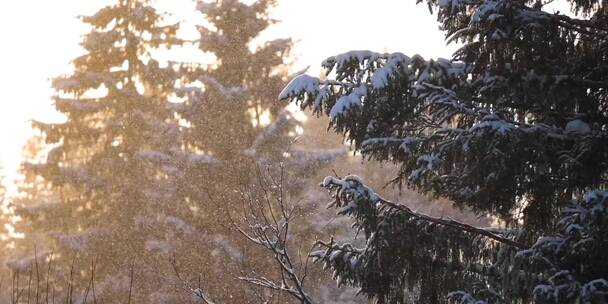 冬季夕阳松树雪花飘落