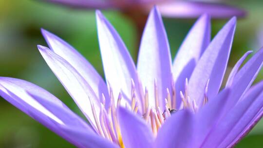 蜜蜂授粉紫色莲花