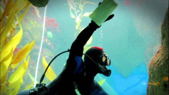 潜水员清理水族馆的玻璃