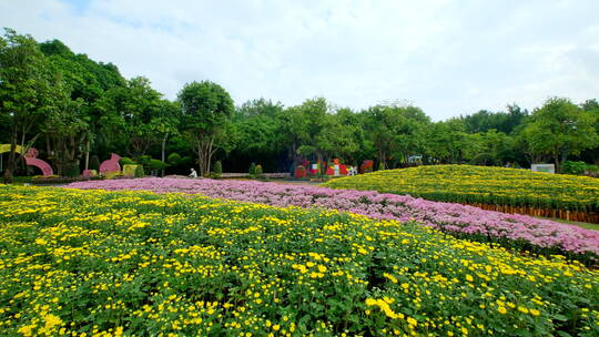 公园花坛园艺 菊花 花园