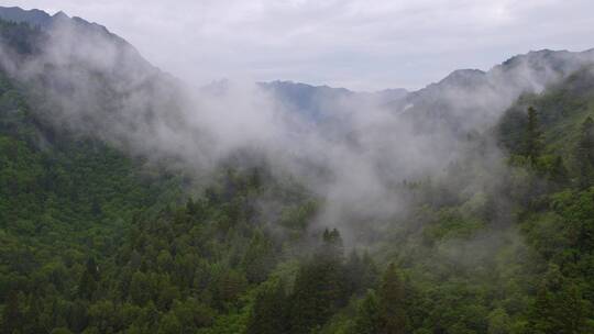 4K航拍云雾缭绕的森林