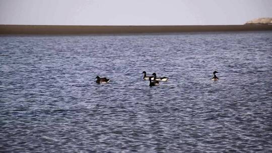 一群鸭子在水面上游泳