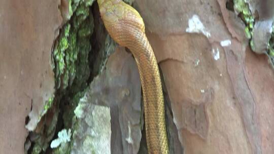 黄色的蛇在岩石中滑行