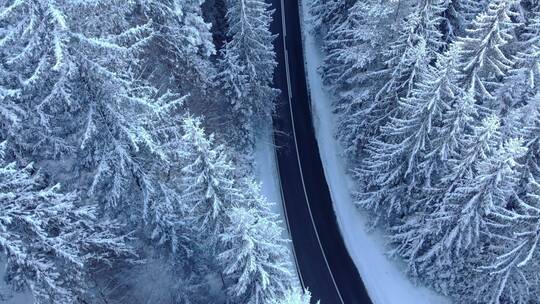 雪松森林中的公路景观航拍视频素材模板下载