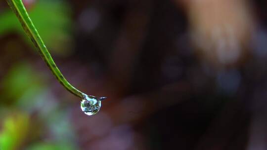 植物水滴雨滴