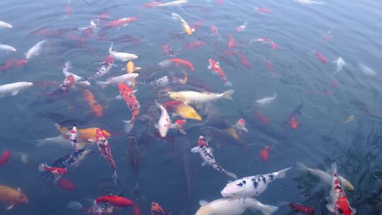 实拍济南曲水亭街百花洲景区锦鲤鱼群游动