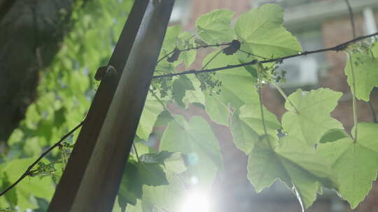 植物藤蔓空镜视频素材模板下载