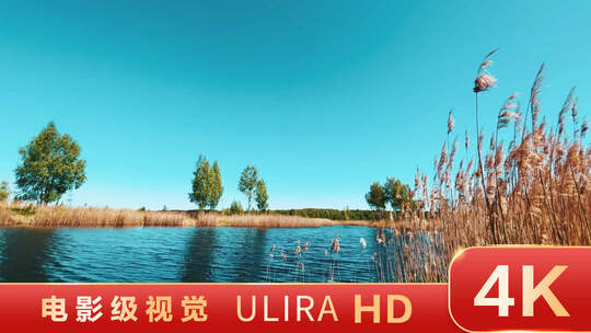 湖边芦苇蓝天波光粼粼湖面视频素材模板下载