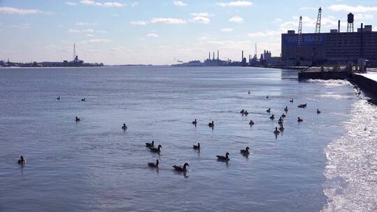 鸭子漂浮在工厂旁边的河面上