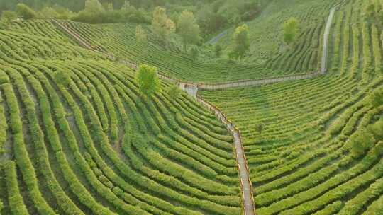 采茶茶山航拍