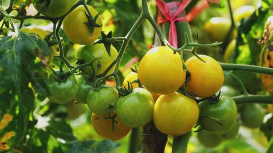 小番茄 西红柿 圣女果种植