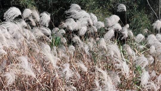 风吹芦苇野草植物慢动作实拍